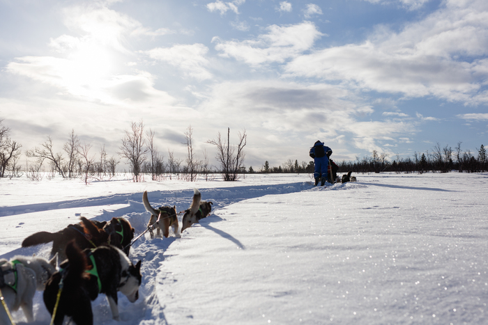 Husky dreams Kiruna dog sledding